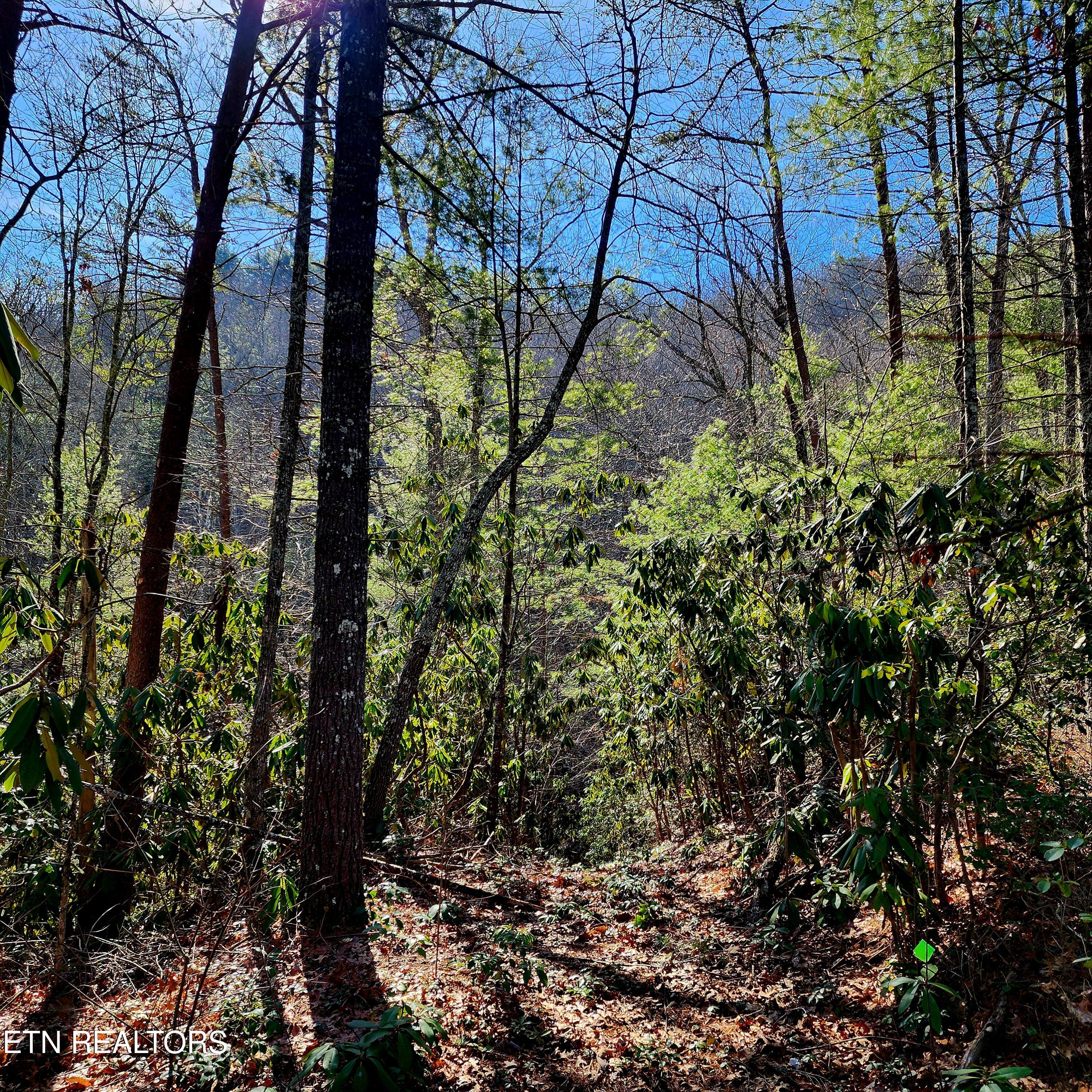 116 Greystone Way Townsend, TN 37882 - Photo 5 of 13 20250129_121235 (1)