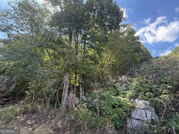 a view of a forest with trees in the background