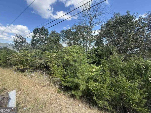a view of a yard with plants and a bench