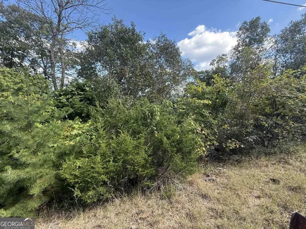 a view of a forest with a tree