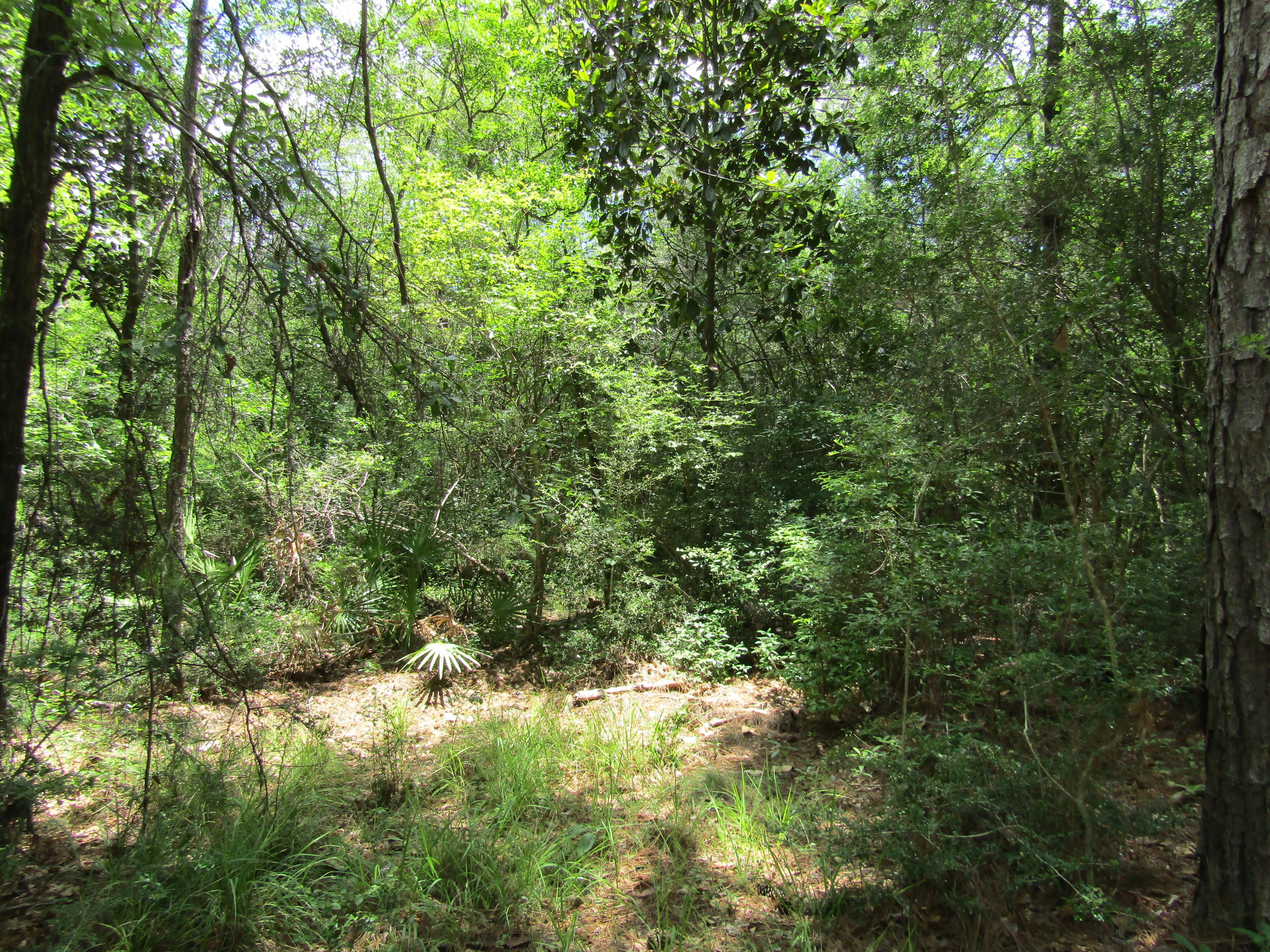 12.63 Jesse Medley Road Crestview, FL 32539 - Photo 5 of 6 a view of a lush green forest