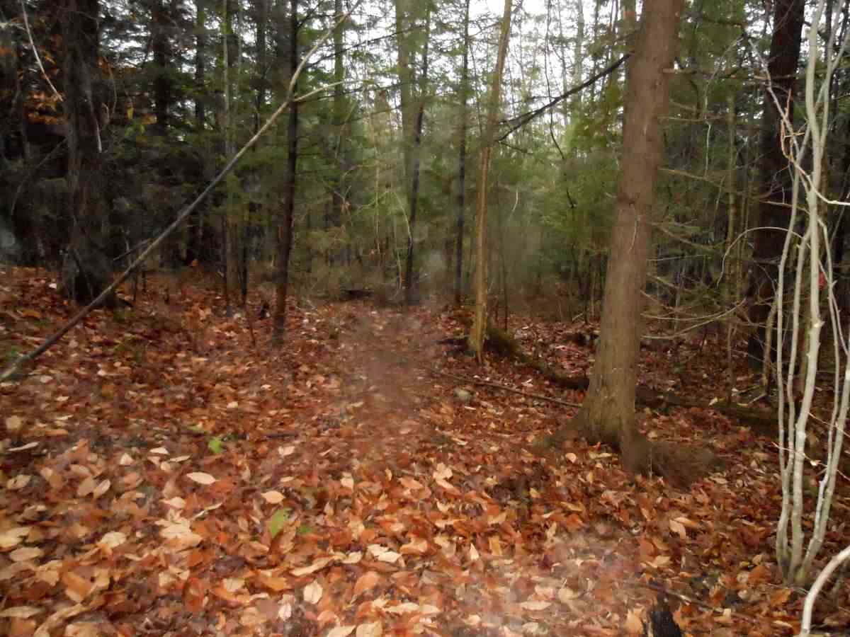 526 Daniels Road West Albany, VT 05845 - Photo 5 of 11