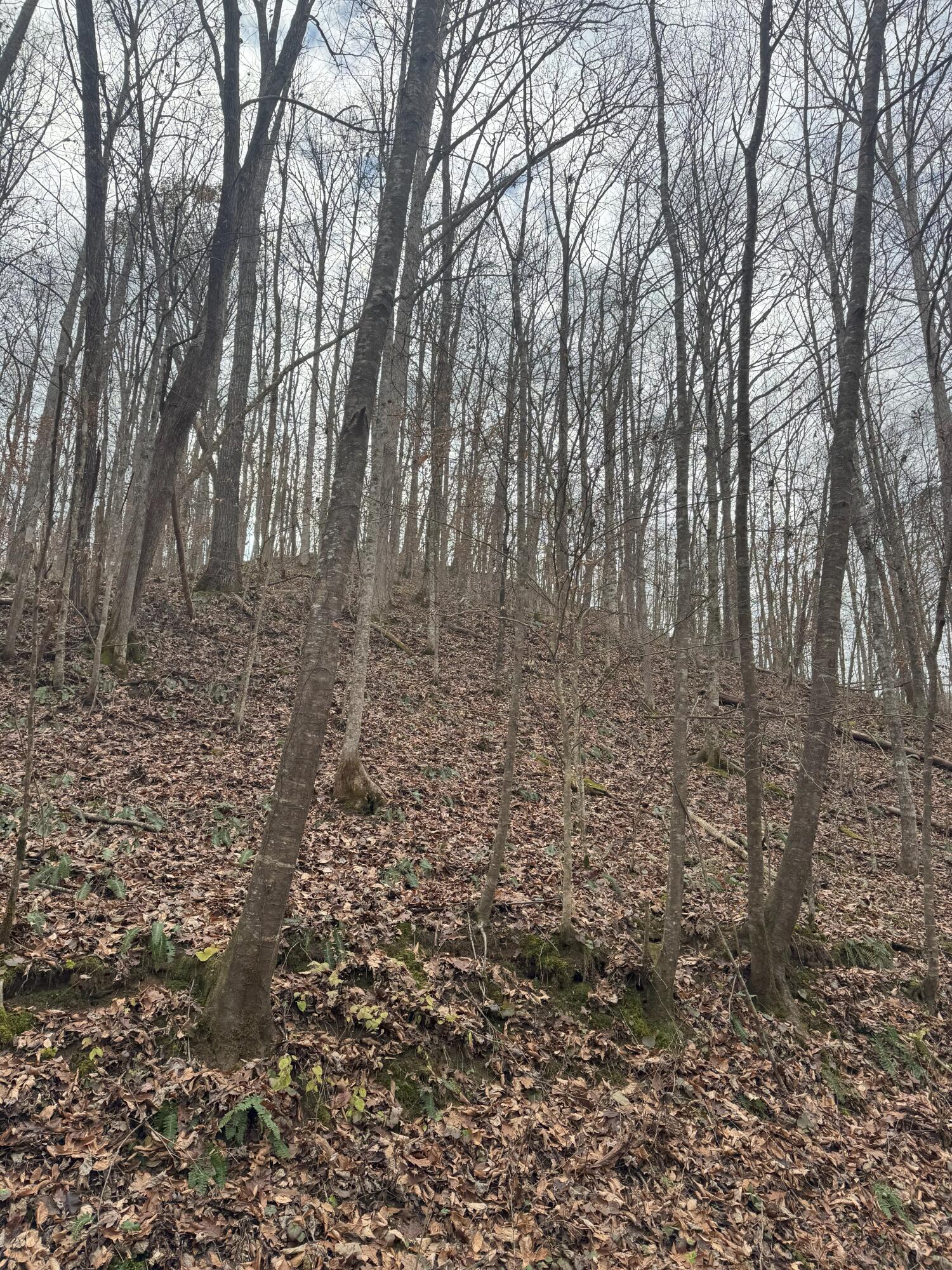 9999 Little Wildcat Creek Road Manchester, KY 40962 - Photo 3 of 18 Clay County
