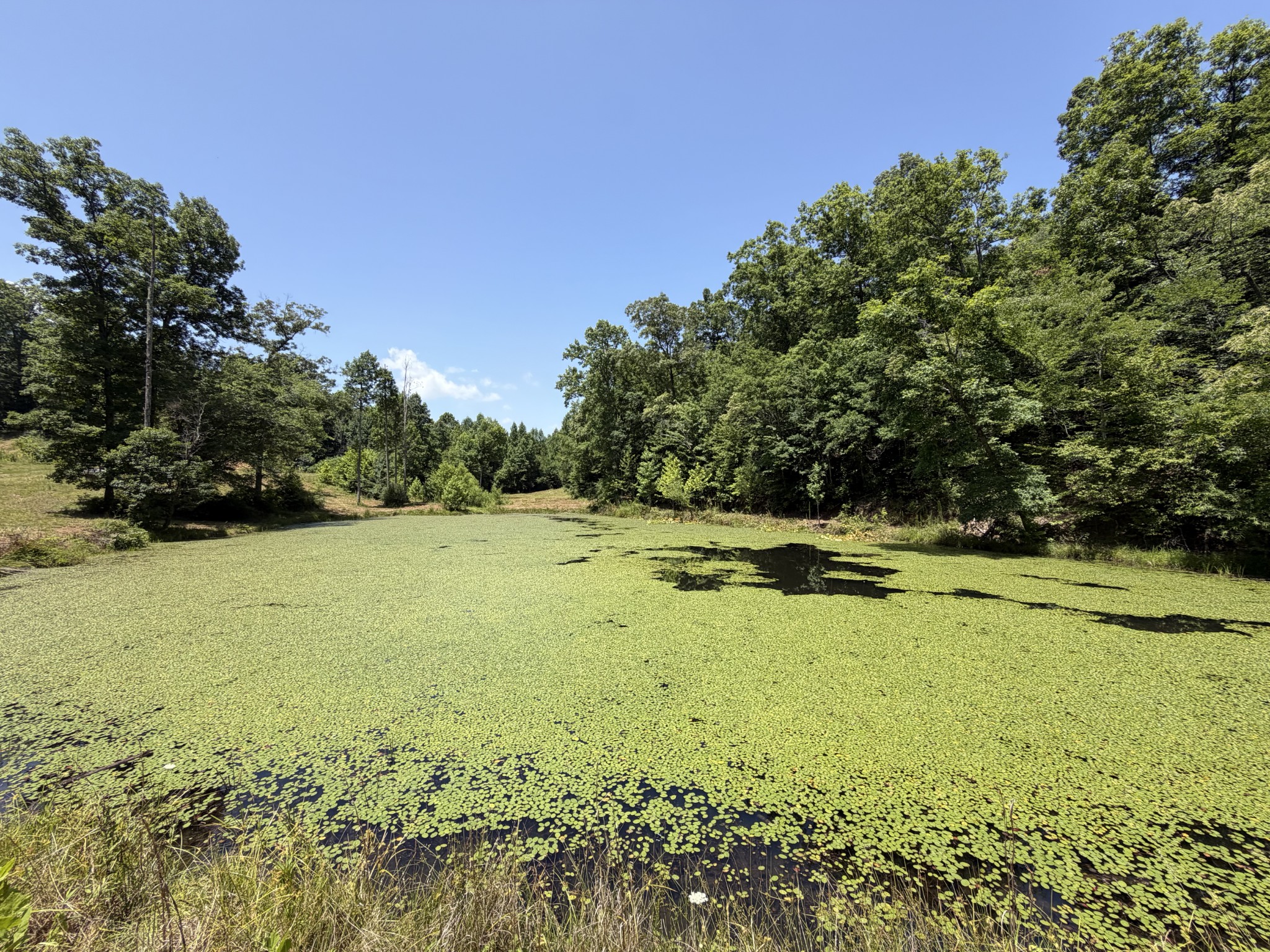 215 Bar Bee Road Hohenwald, TN 38462 - Photo 2 of 51