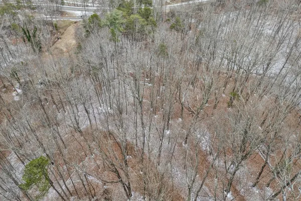 a view of a forest from a window