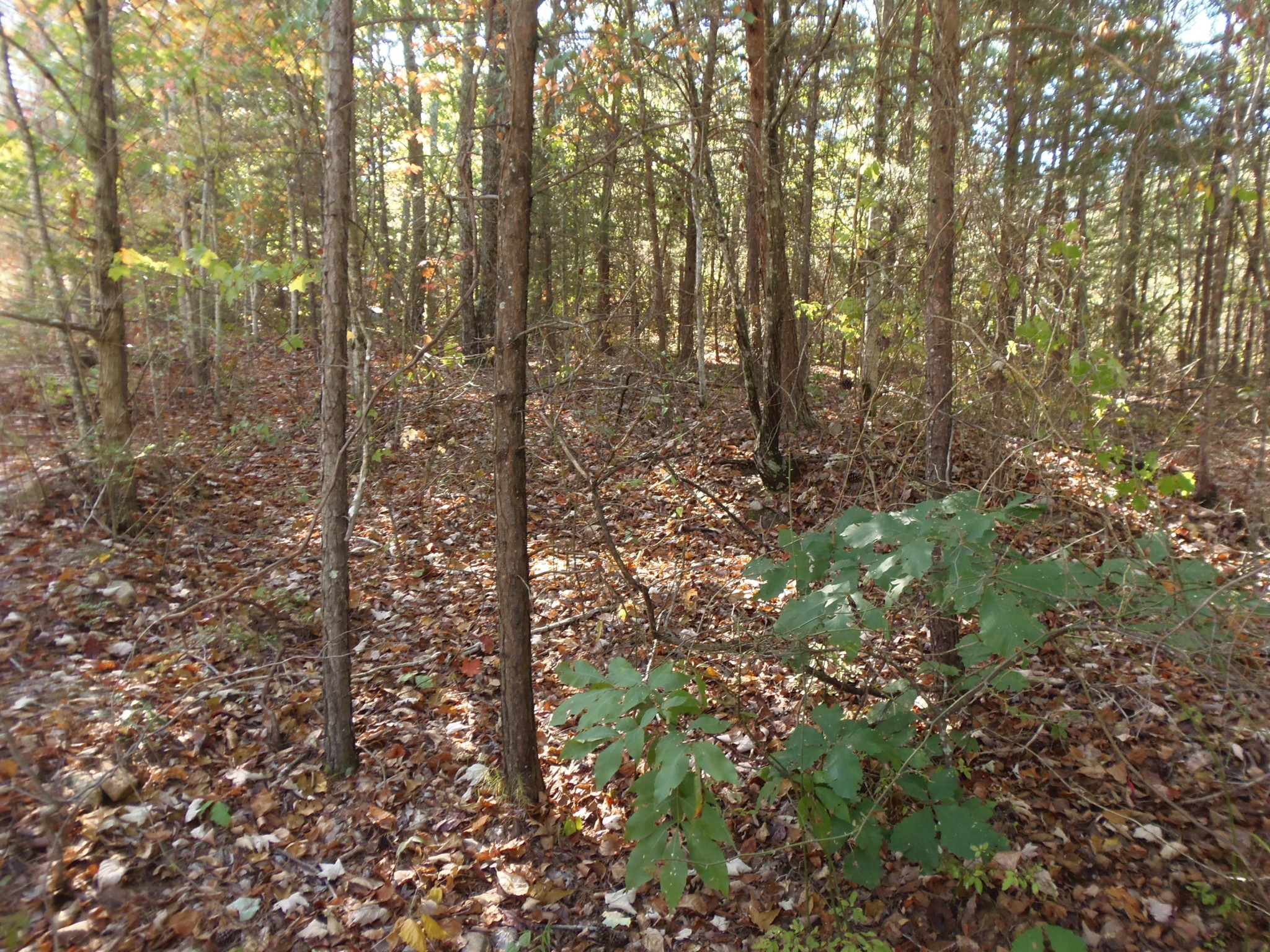 0 Eagle Ridge Road Maryville, TN 37803 - Photo 4 of 14 Gallery Image 4