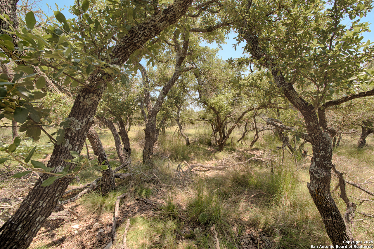 379 Bent Tree Lane Harper, TX 78631 - Photo 3 of 7 a view of tree