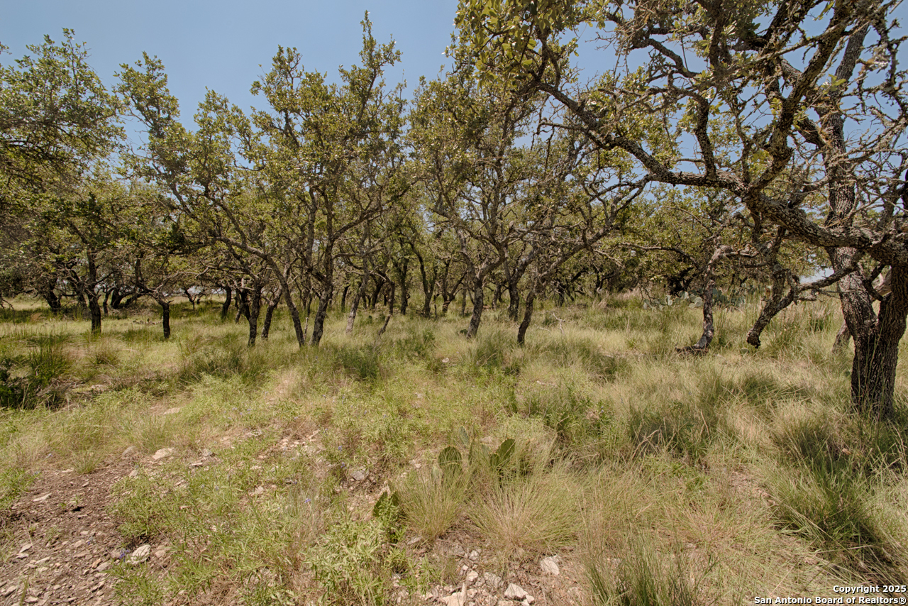 379 Bent Tree Lane Harper, TX 78631 - Photo 7 of 7 a view of a yard with a tree