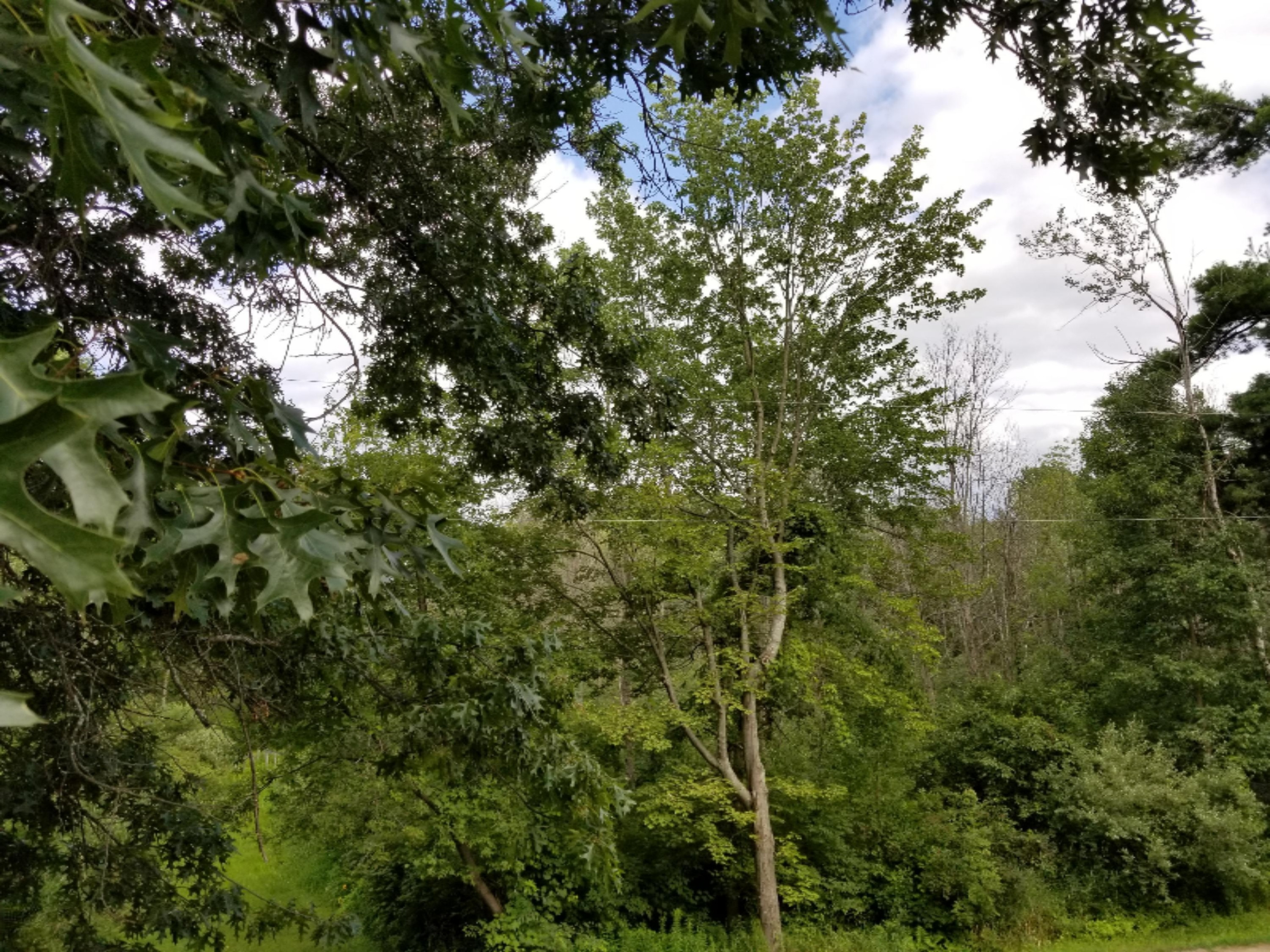 0 Lake Road Stanton, MI 48888 - Photo 1 of 1 0 Lake RD