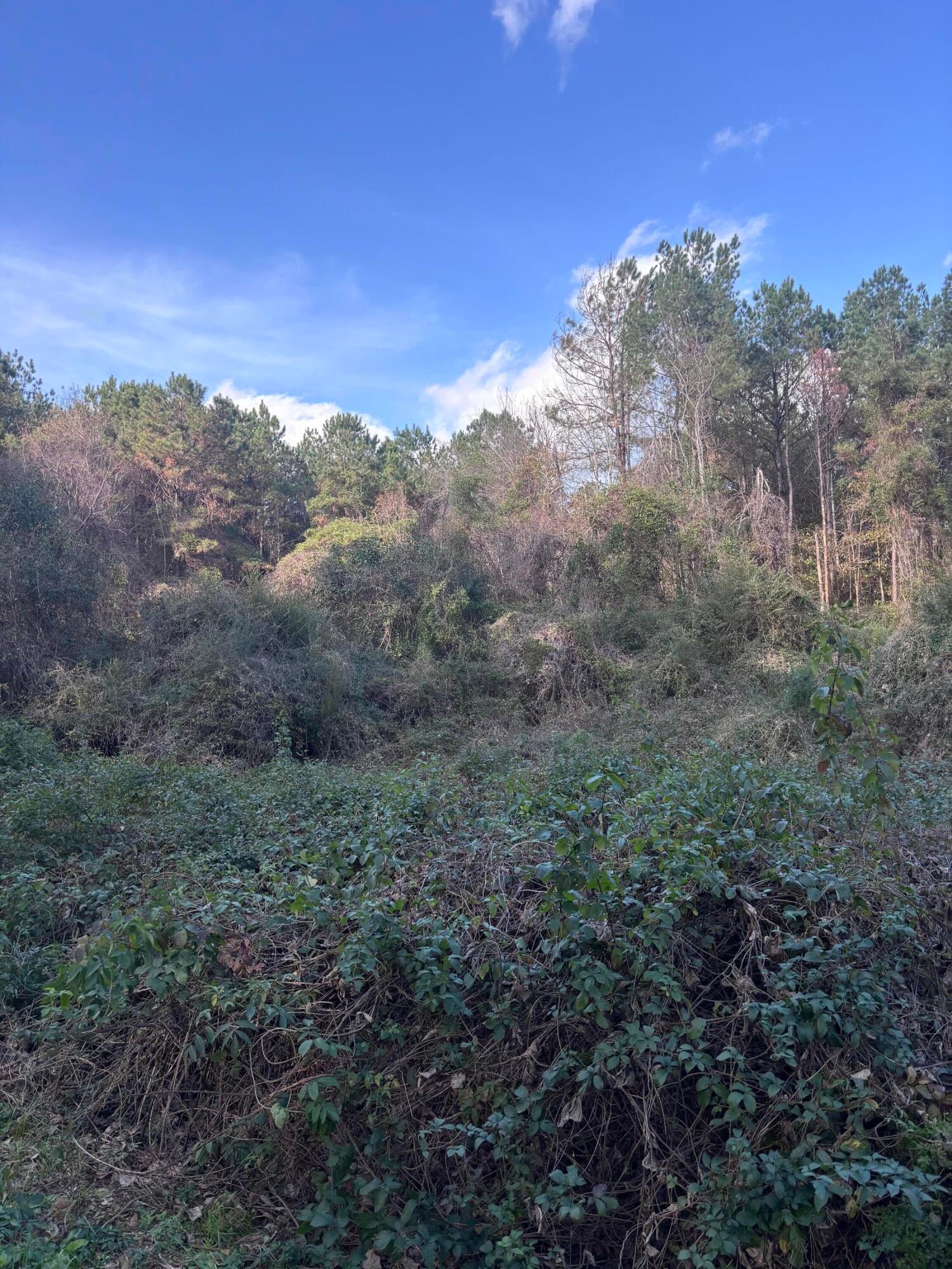 0 Jones Road Foxworth, MS 39483 - Photo 10 of 10 Photo Dec 10 2025, 2 41 45 PM
