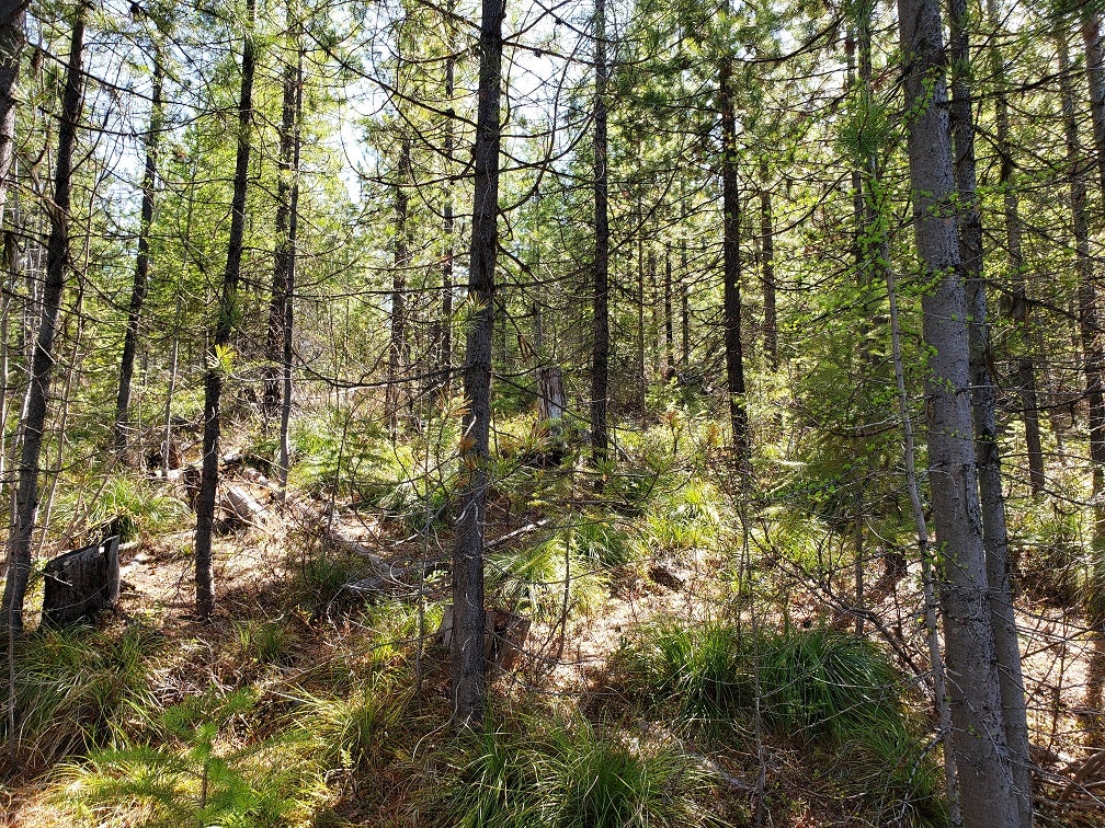 4 Nine Mile Road Huson, MT 59846 - Photo 2 of 8 Gallery Image 2