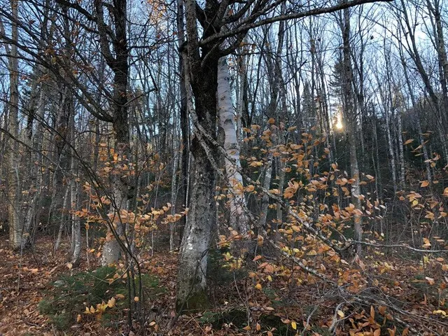 $172,500 | M16 L17 18 19 Edelheid Road, Sandy River Plt, ME 04970