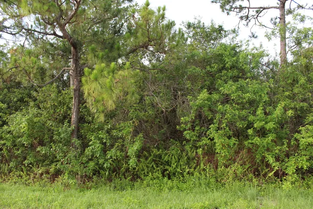 a view of a lush green forest