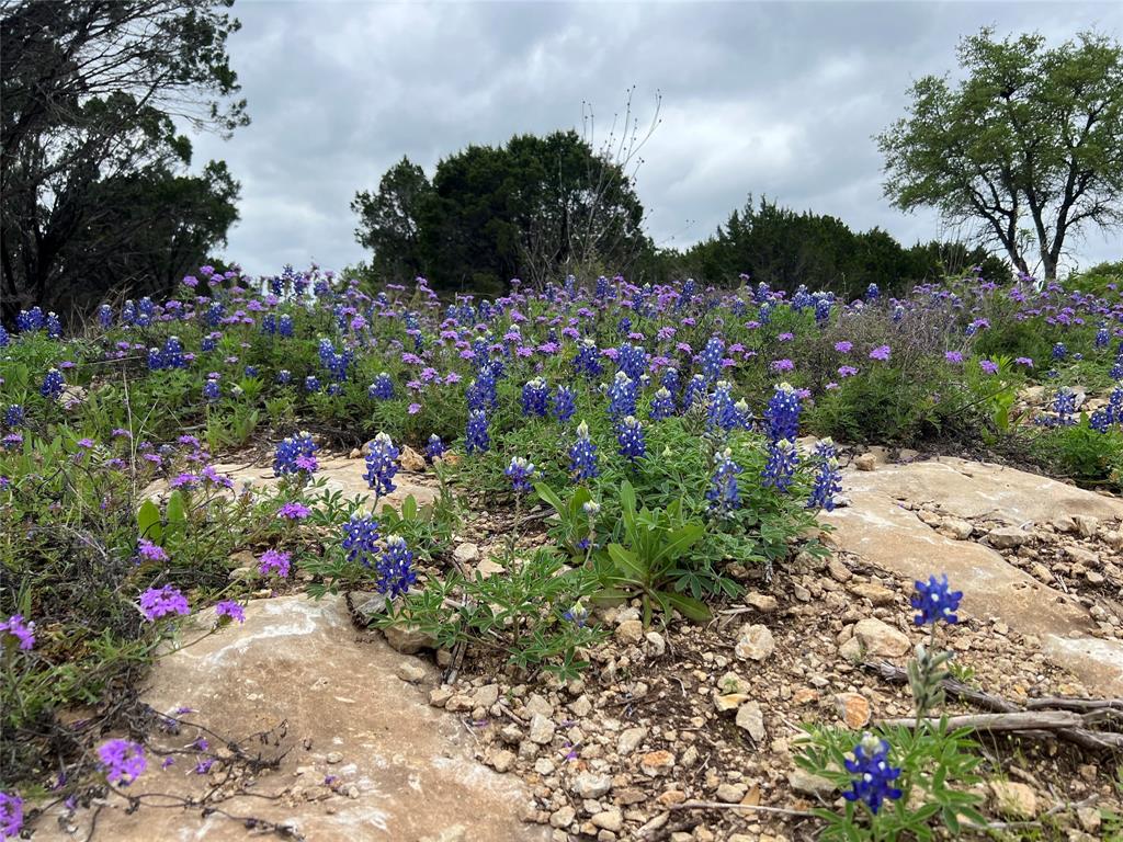 1081 Creek Crossing Road Nemo, TX 76070 - Photo 3 of 7 a bunch of flowers are in a garden