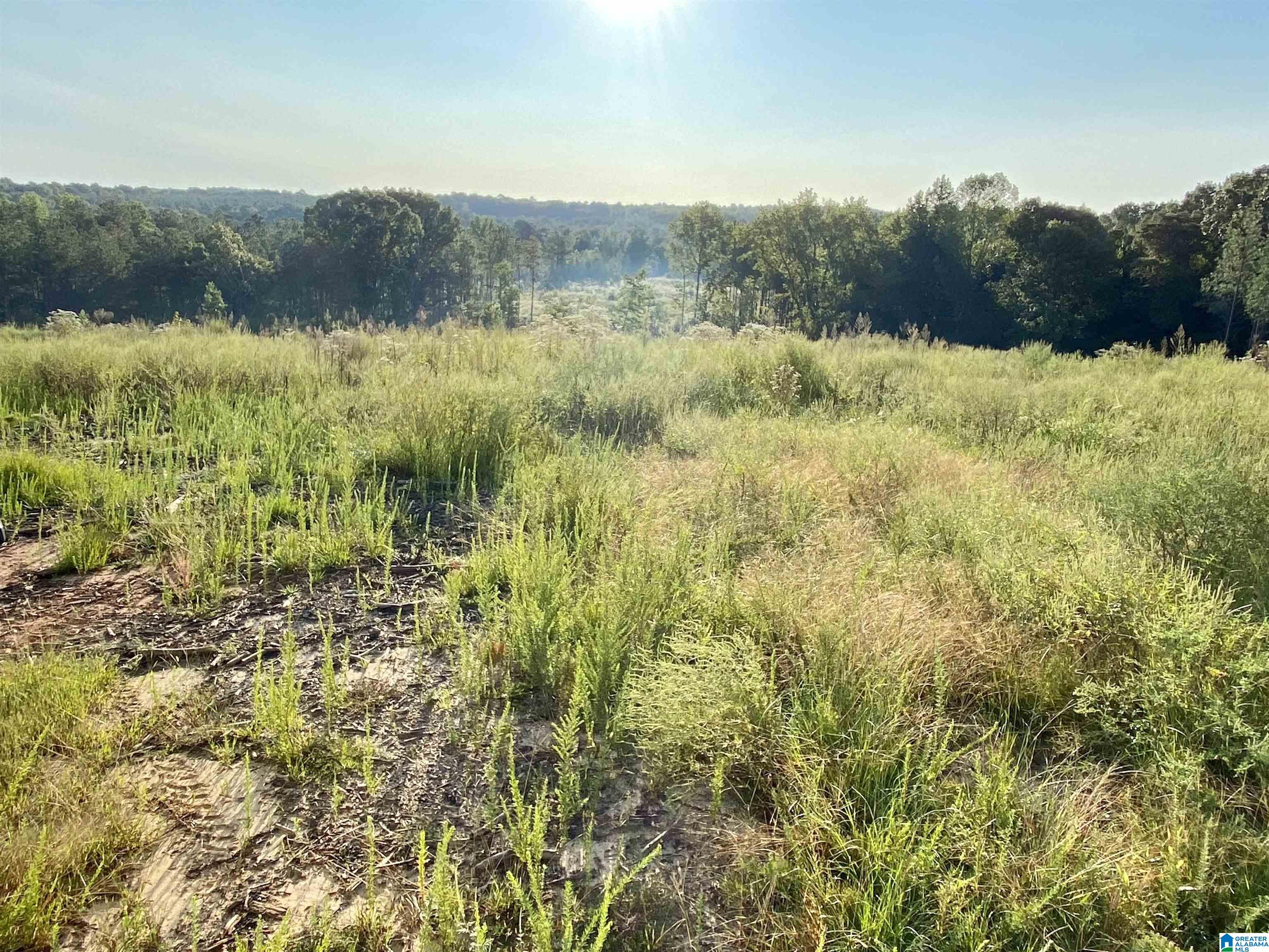 0 Frost Road, Unit 100 / ACRES Springville, AL 35146 - Photo 7 of 60