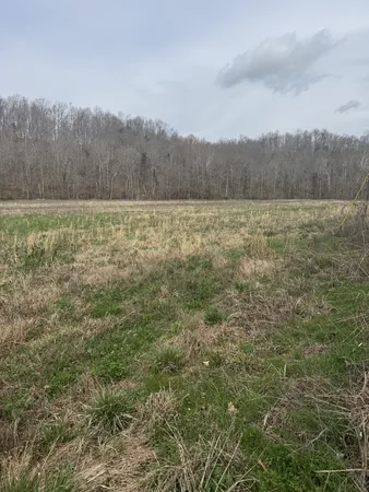a view of a lush green field