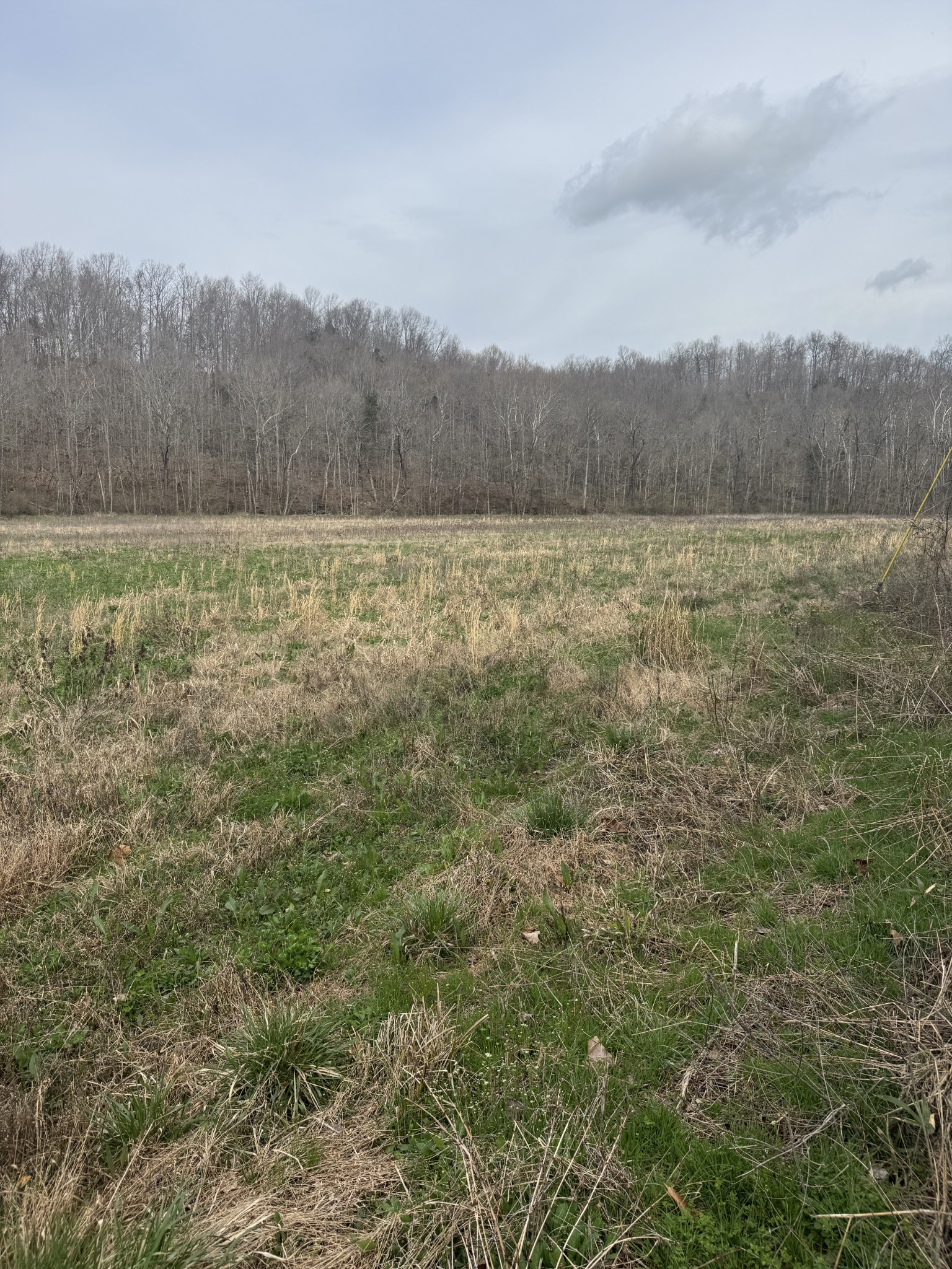 a view of a lush green field