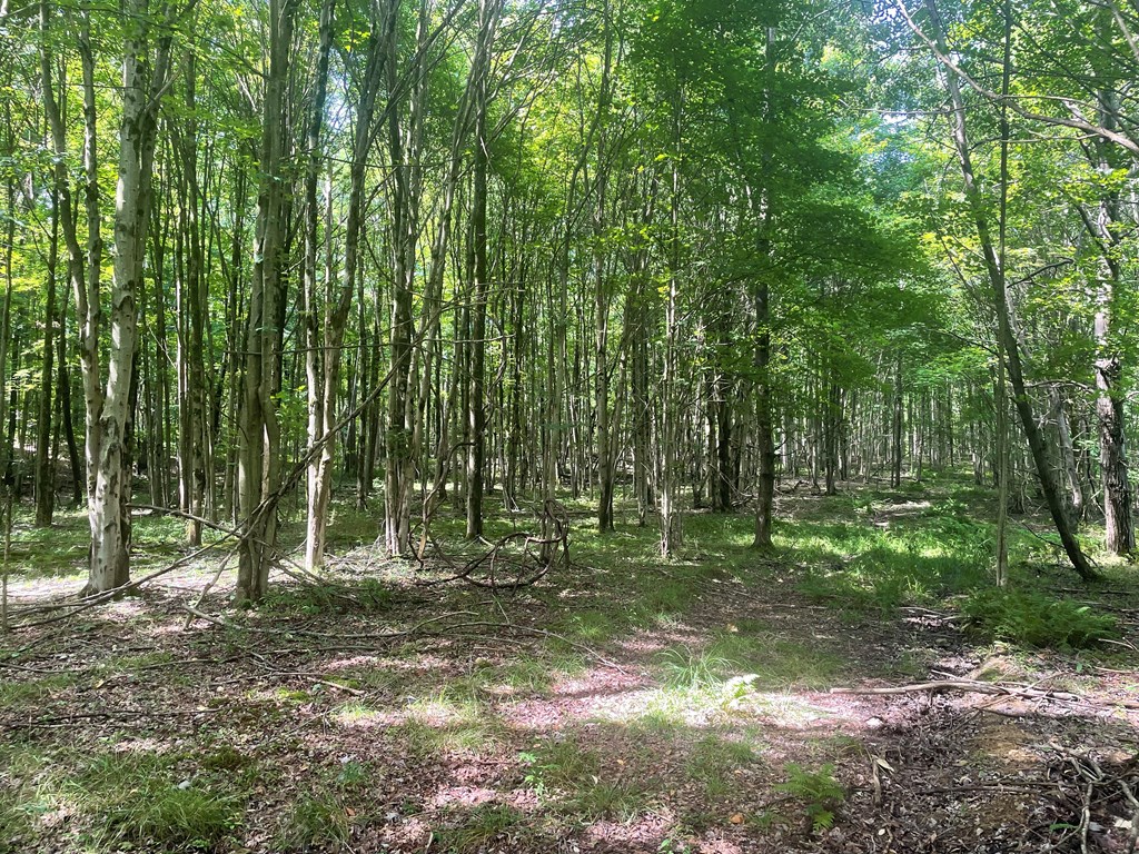0 Higby Hill Road Townville, PA 16360 - Photo 11 of 25 a fire pit in middle of forest