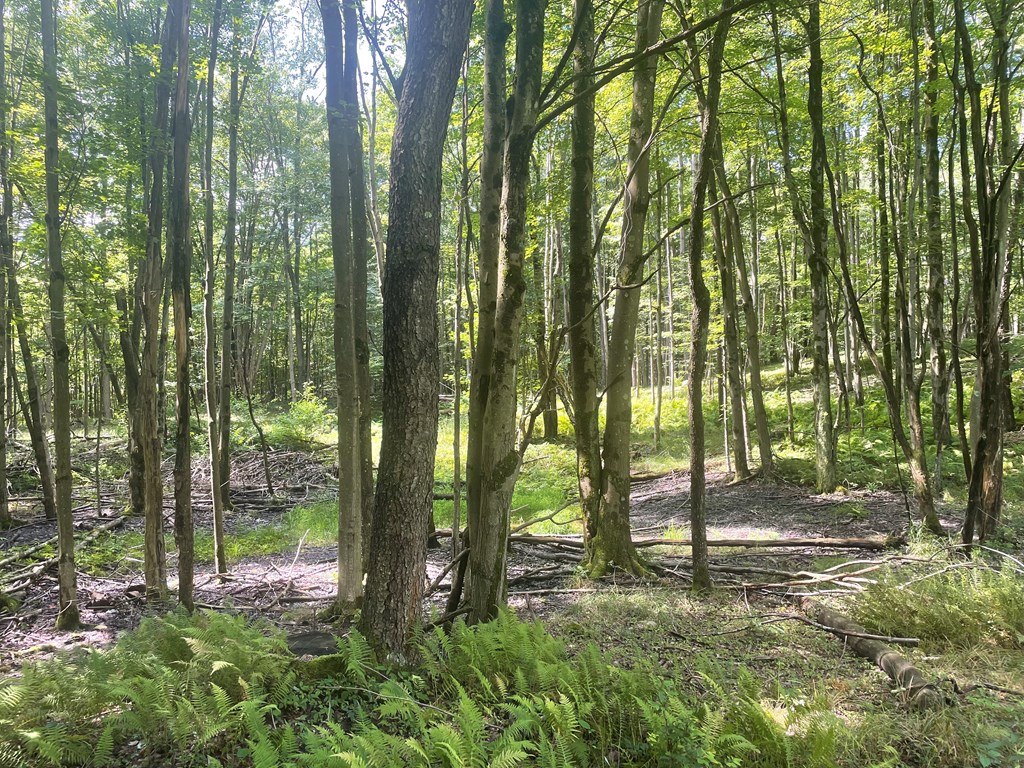 0 Higby Hill Road Townville, PA 16360 - Photo 12 of 25 a view of outdoor space and trees