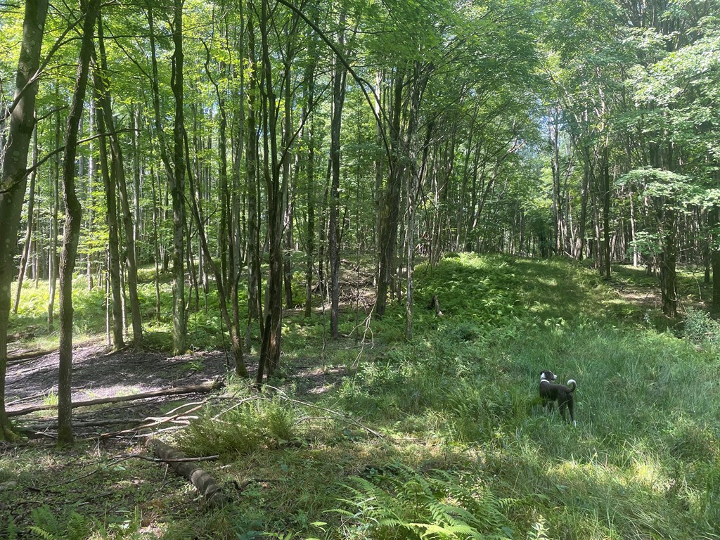 0 Higby Hill Road Townville, PA 16360 - Photo 13 of 25 a view of outdoor space and green space