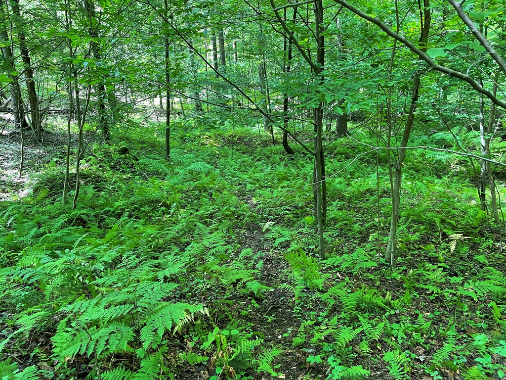 0 Higby Hill Road Townville, PA 16360 - Photo 16 of 25 a view of a lush green forest