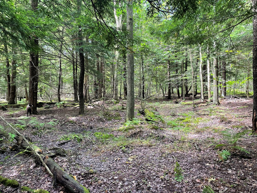 0 Higby Hill Road Townville, PA 16360 - Photo 19 of 25 a view of outdoor space with lots of trees