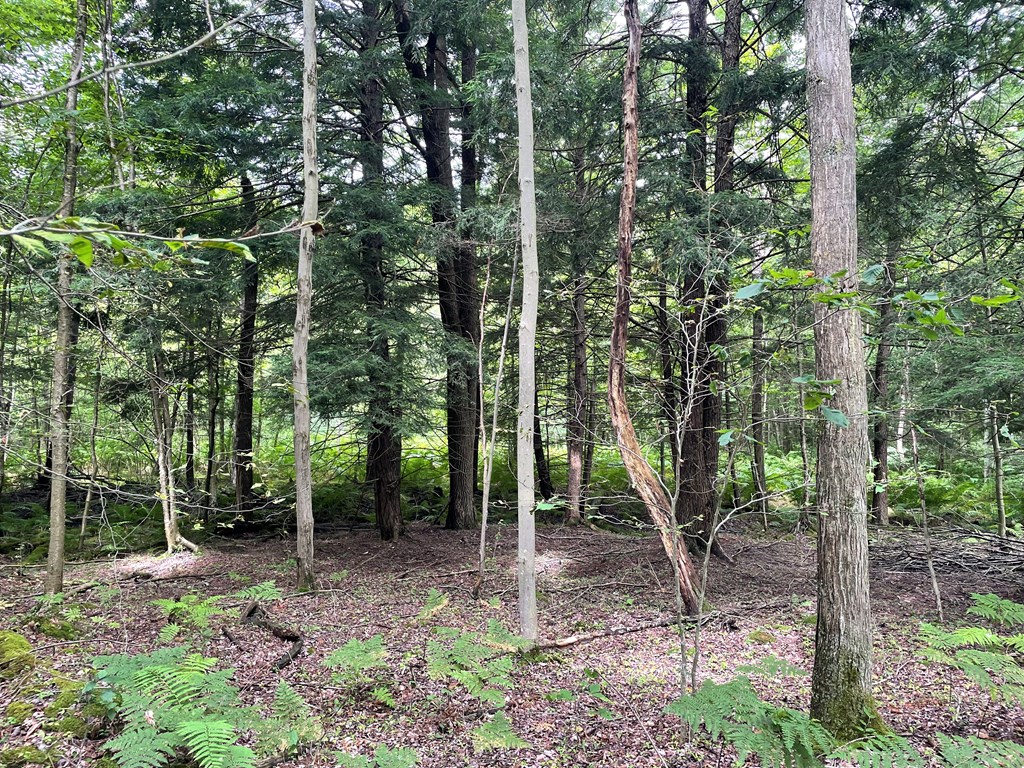 0 Higby Hill Road Townville, PA 16360 - Photo 21 of 25 a view of a forest with trees