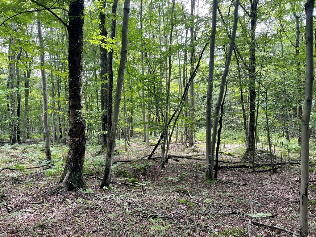0 Higby Hill Road Townville, PA 16360 - Photo 22 of 25 a view of outdoor space