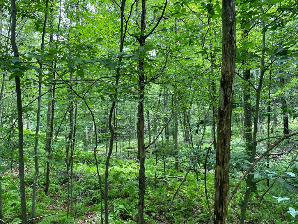 0 Higby Hill Road Townville, PA 16360 - Photo 23 of 25 a view of forest