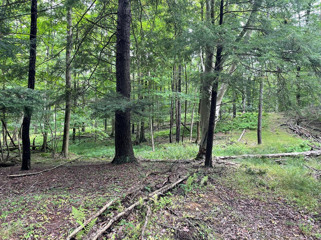0 Higby Hill Road Townville, PA 16360 - Photo 24 of 25 a view of a green field in the forest