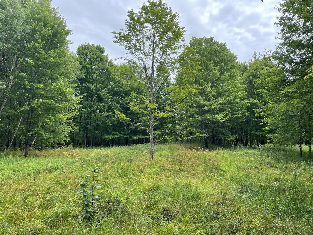 0 Higby Hill Road Townville, PA 16360 - Photo 25 of 25 a view of a green field with lots of bushes