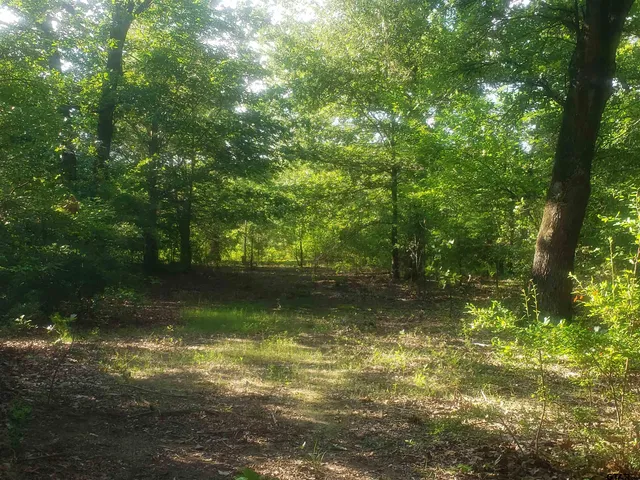 a view of a tree in a yard