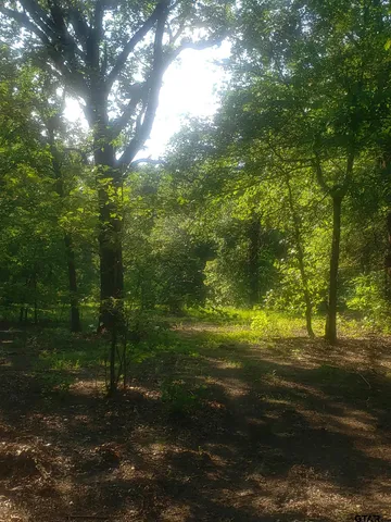 a view of a yard with large trees