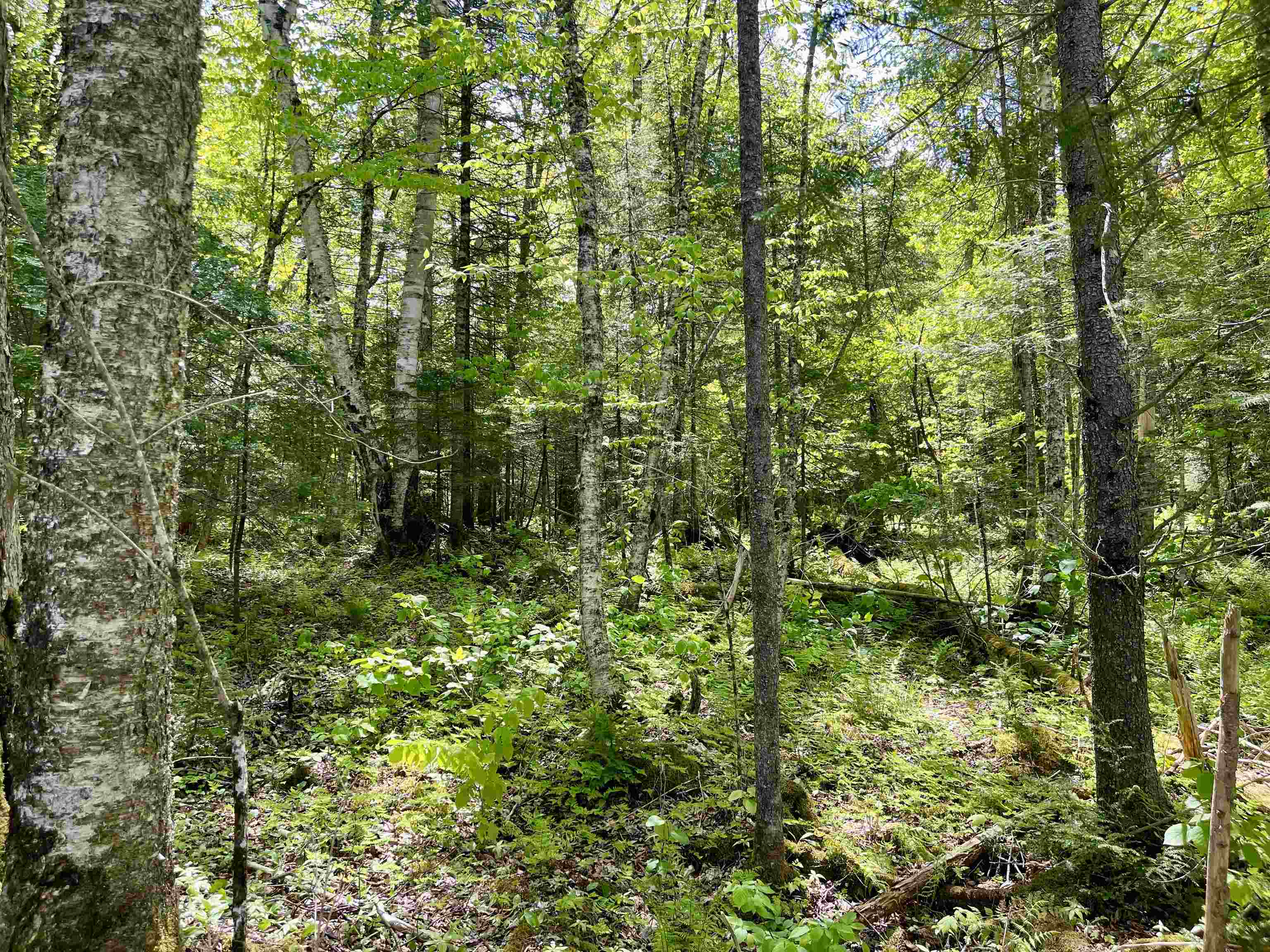 0 Mountain Road East Burke, VT 05832 - Photo 8 of 26