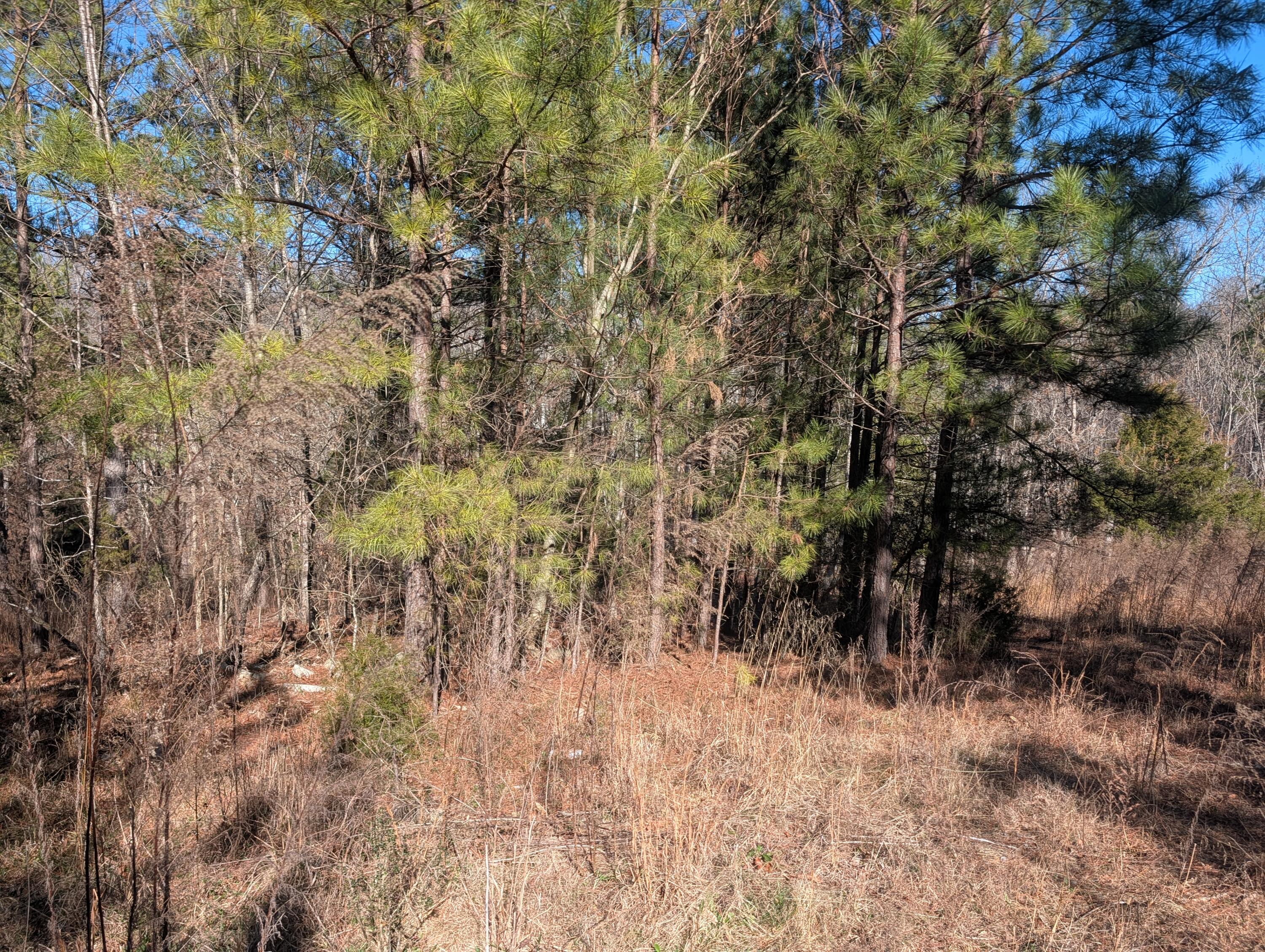 1902 Horner Hollow Road Birchwood, TN 37308 - Photo 13 of 50 PXL_20260118_173857327