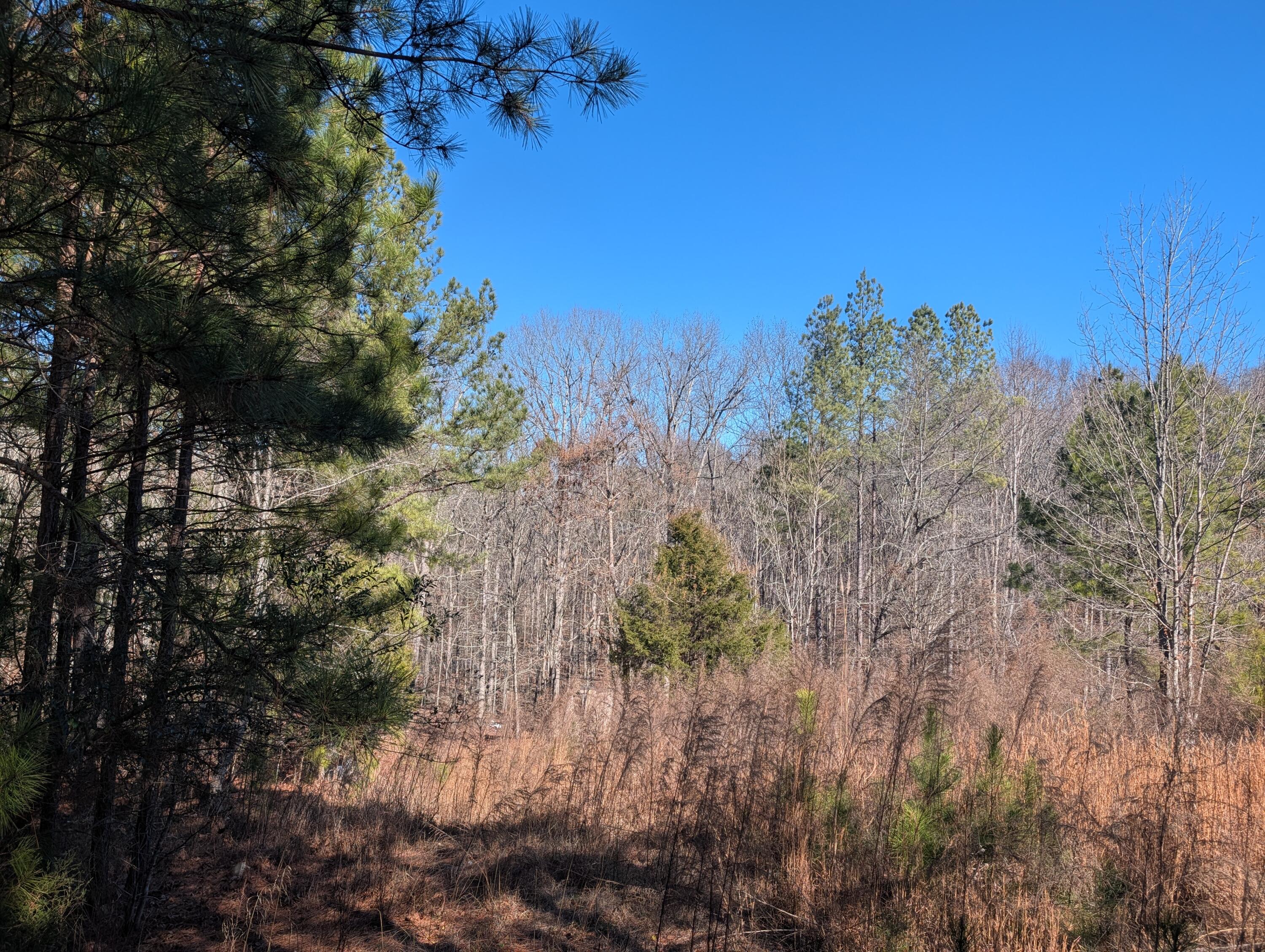 1902 Horner Hollow Road Birchwood, TN 37308 - Photo 15 of 50 PXL_20260118_173804770
