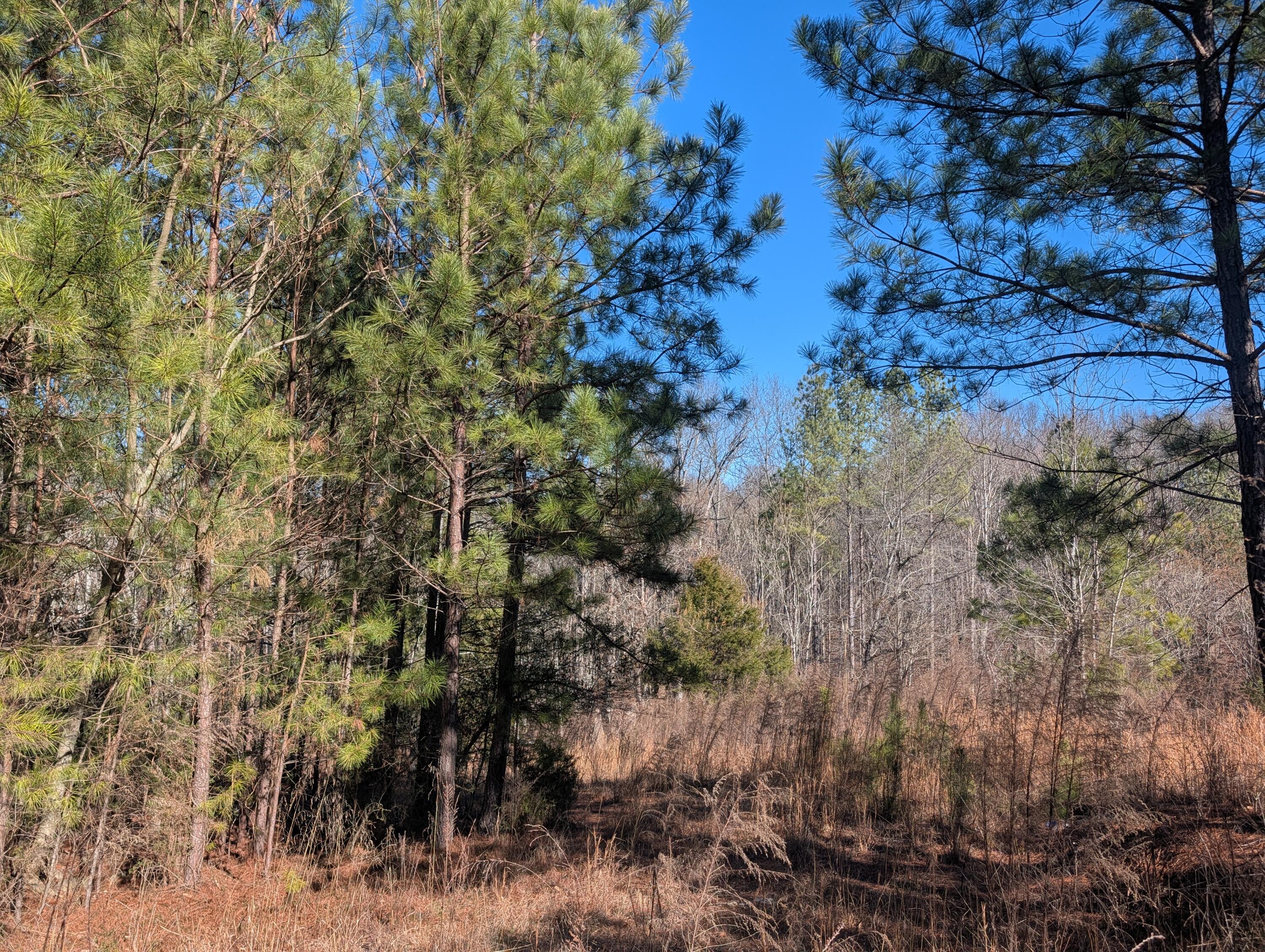 1902 Horner Hollow Road Birchwood, TN 37308 - Photo 17 of 50 PXL_20260118_173858304