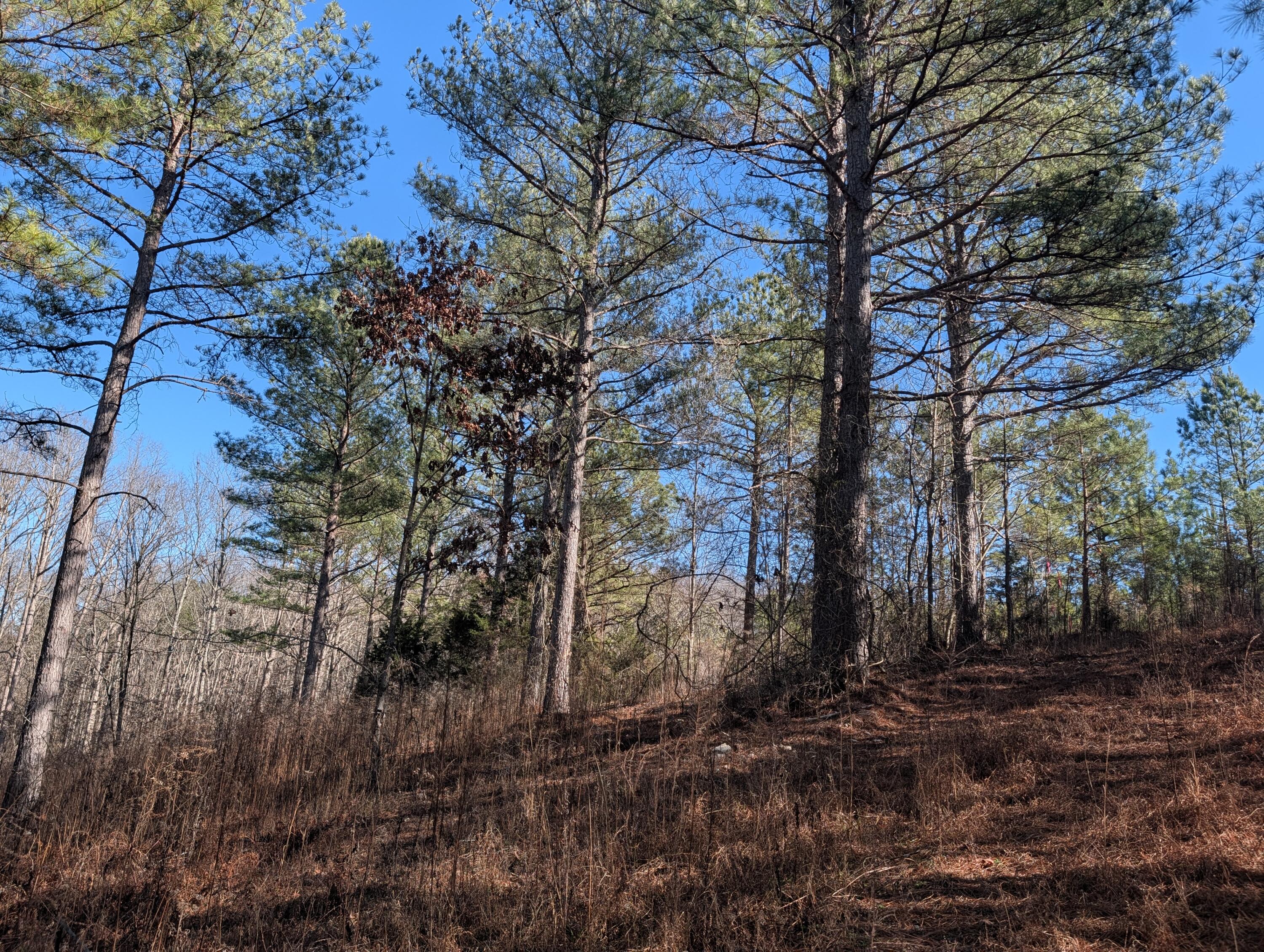 1902 Horner Hollow Road Birchwood, TN 37308 - Photo 20 of 50 PXL_20260118_173709342