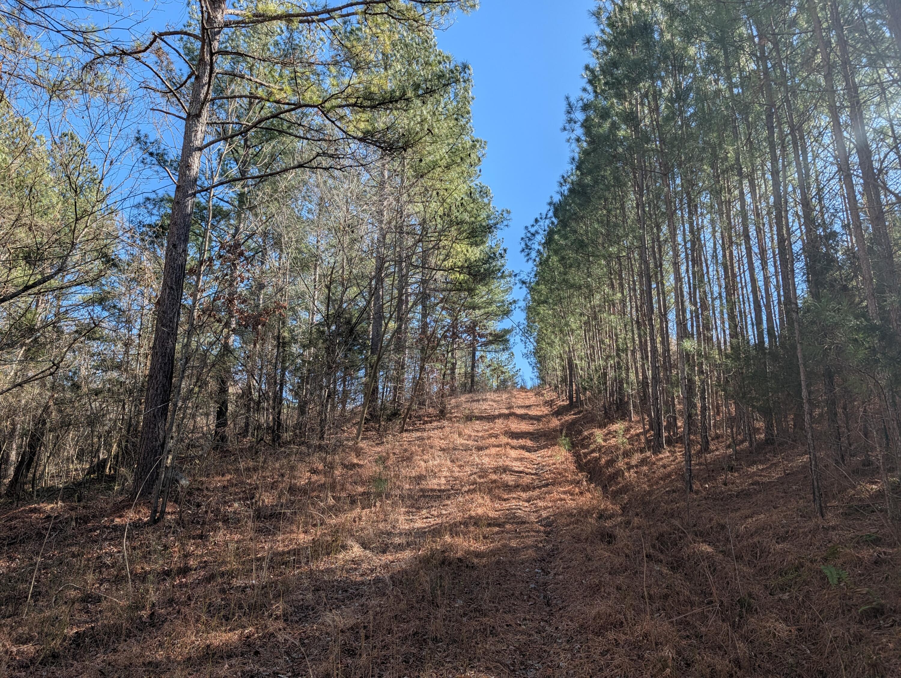 1902 Horner Hollow Road Birchwood, TN 37308 - Photo 2 of 50 PXL_20260118_173618392