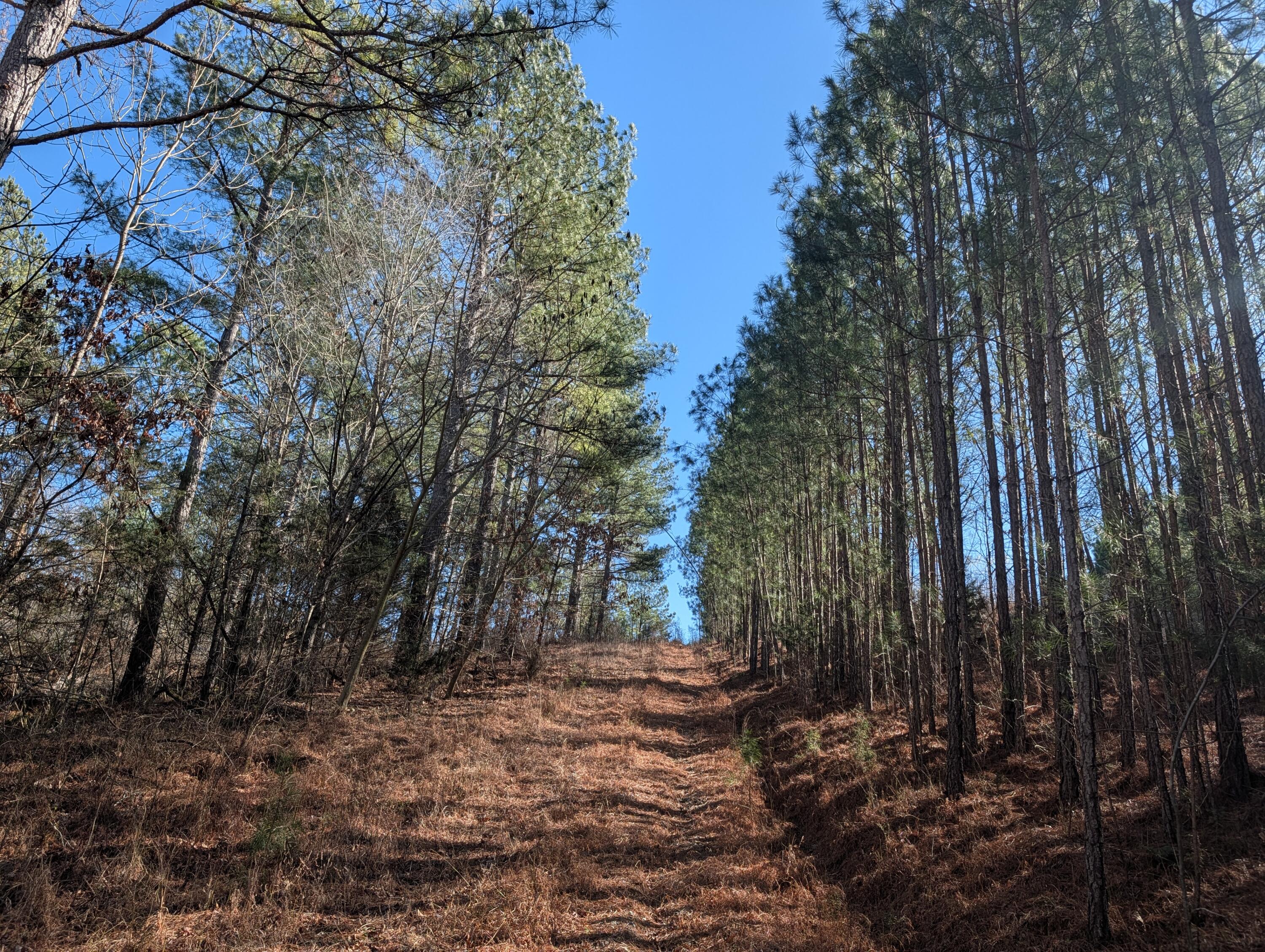 1902 Horner Hollow Road Birchwood, TN 37308 - Photo 5 of 50 PXL_20260118_173624514