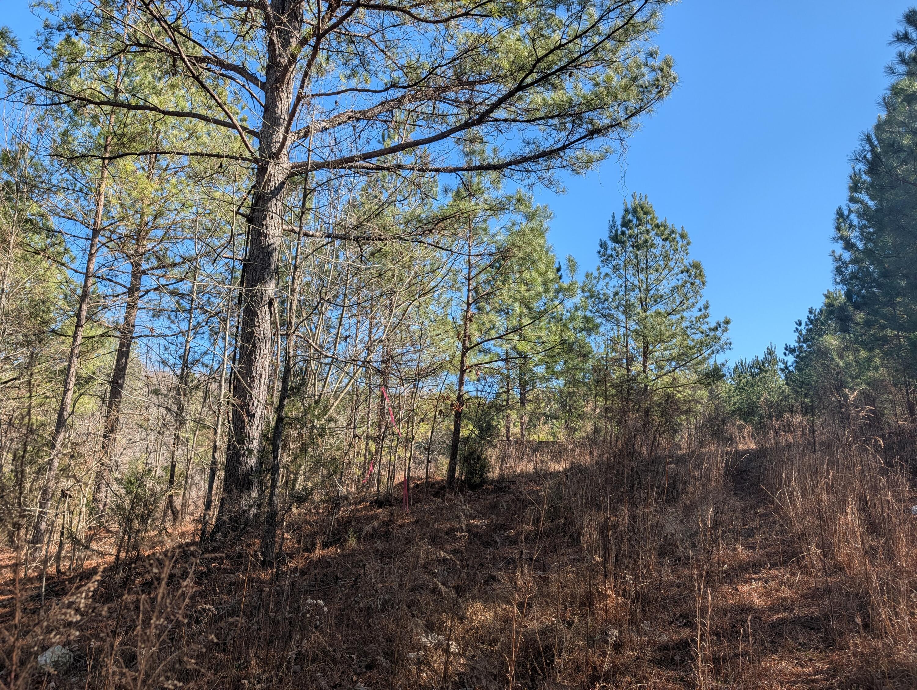 1902 Horner Hollow Road Birchwood, TN 37308 - Photo 7 of 50 PXL_20260118_173725636