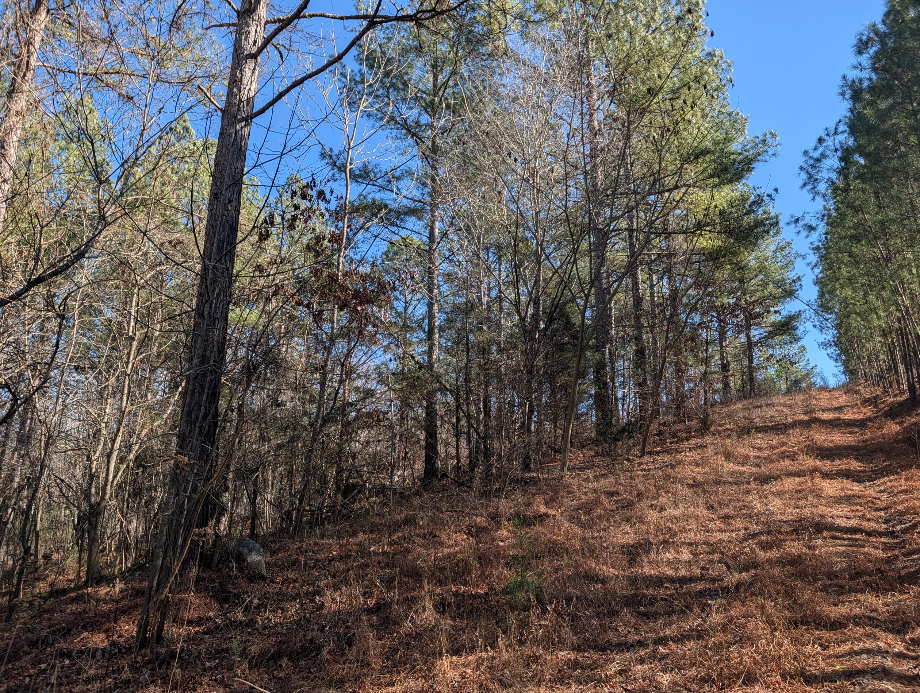 1902 Horner Hollow Road Birchwood, TN 37308 - Photo 8 of 50 PXL_20260118_173625741