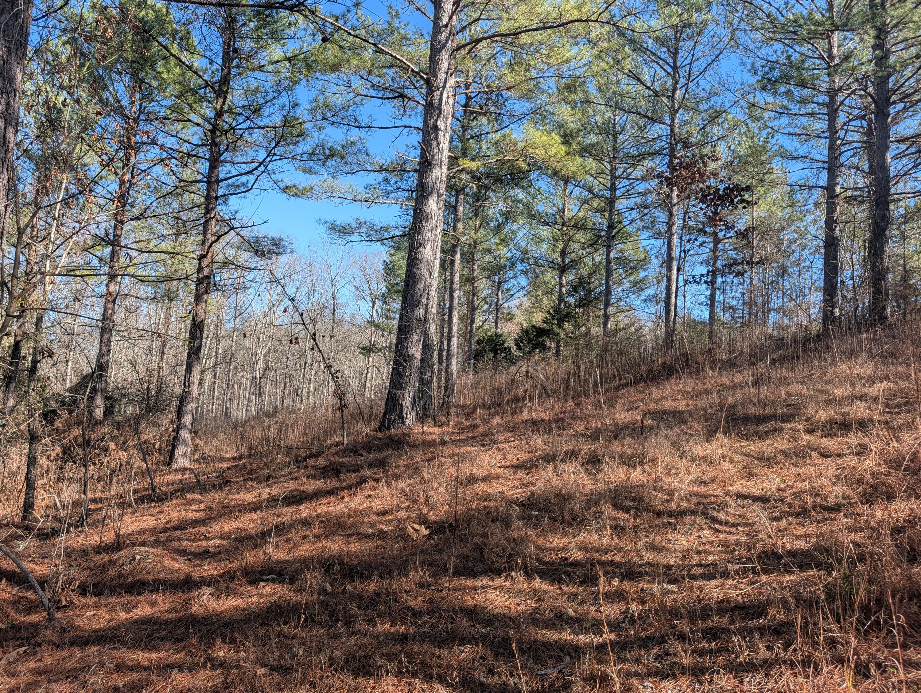 1902 Horner Hollow Road Birchwood, TN 37308 - Photo 9 of 50 PXL_20260118_173658571