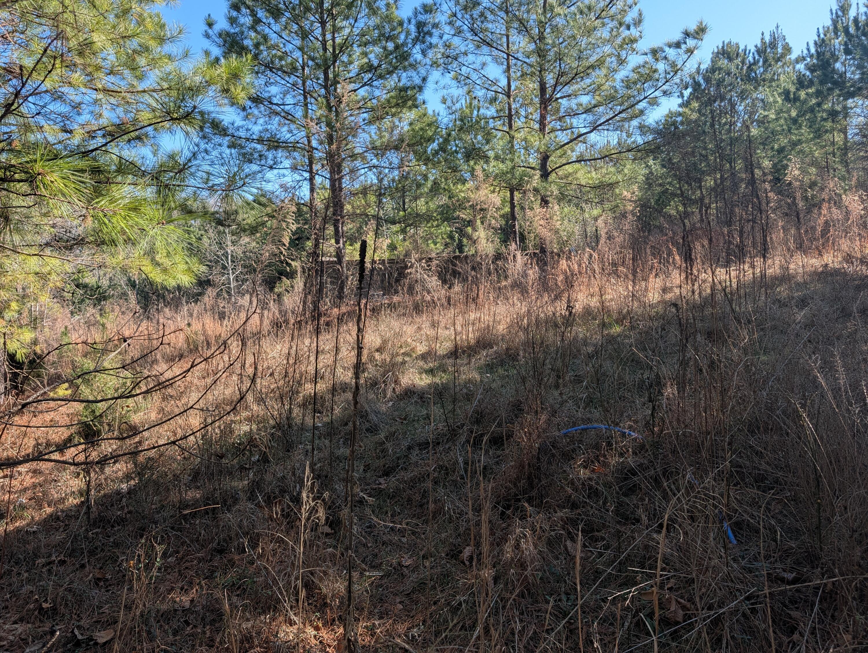 1902 Horner Hollow Road Birchwood, TN 37308 - Photo 10 of 50 PXL_20260118_173747904