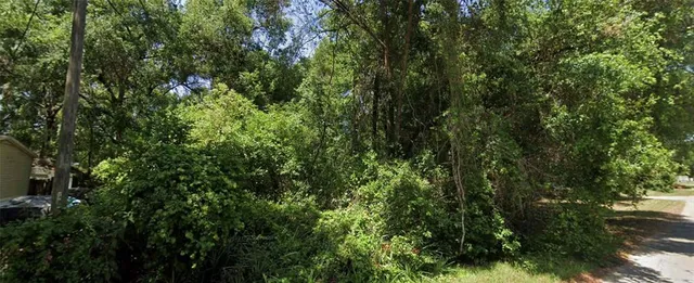 a view of a forest with a tree