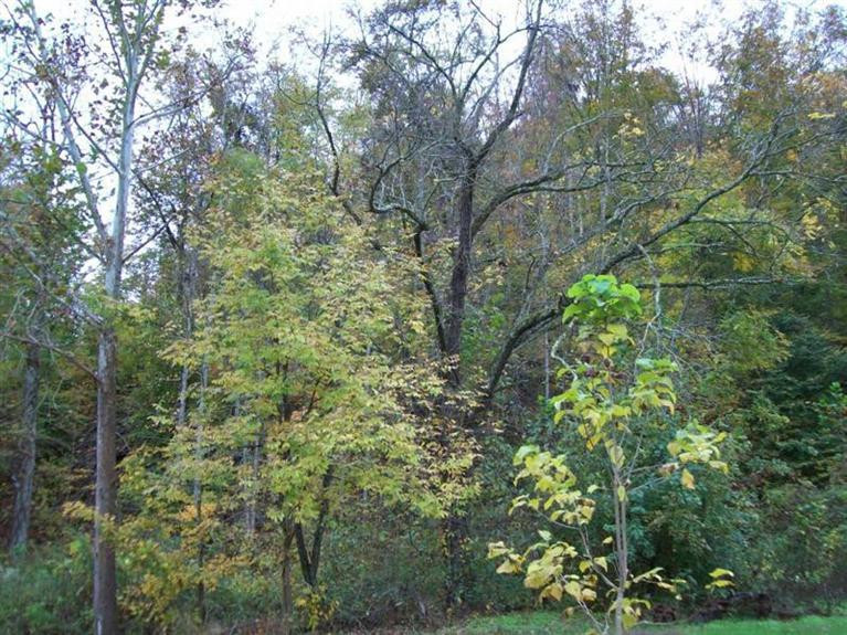 929 South Fork Road Stanton, KY 40380 - Photo 2 of 3 Photo 2