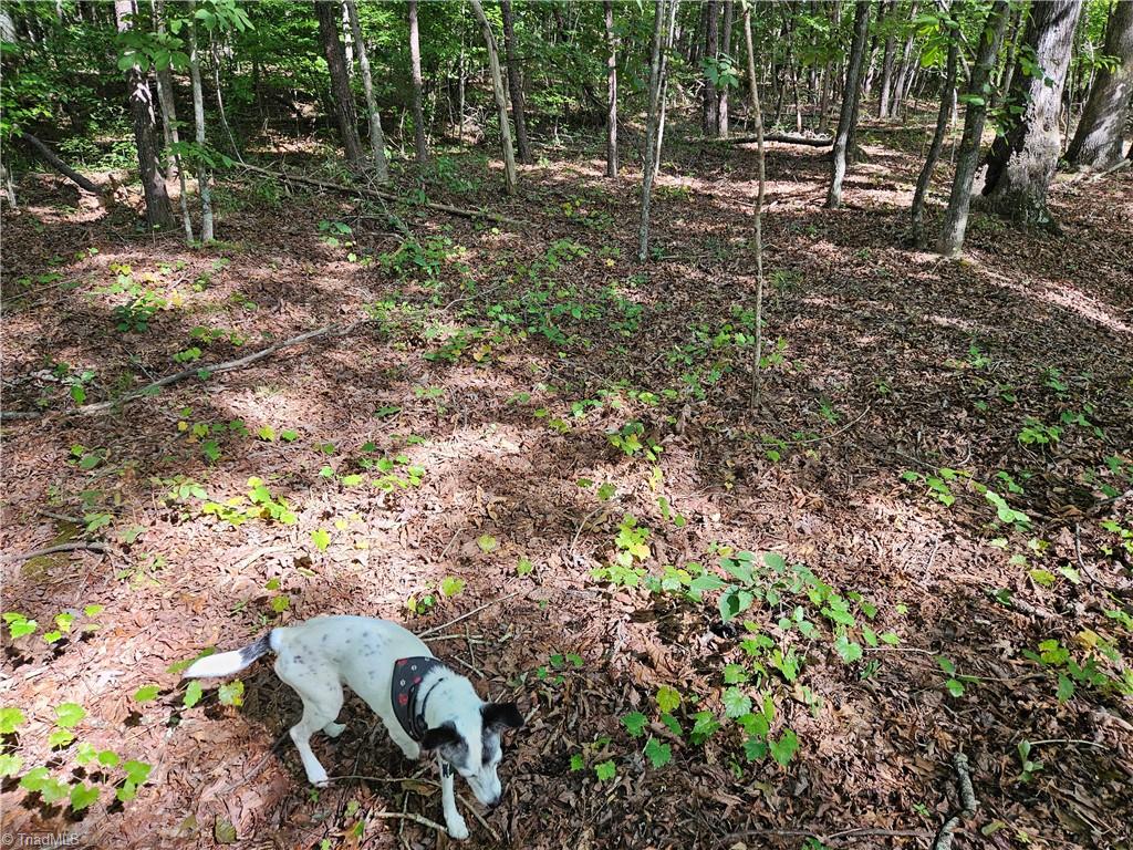 0 Grogan Road, Unit TK 4 Stoneville, NC 27048 - Photo 5 of 19 Shadow checks out soils