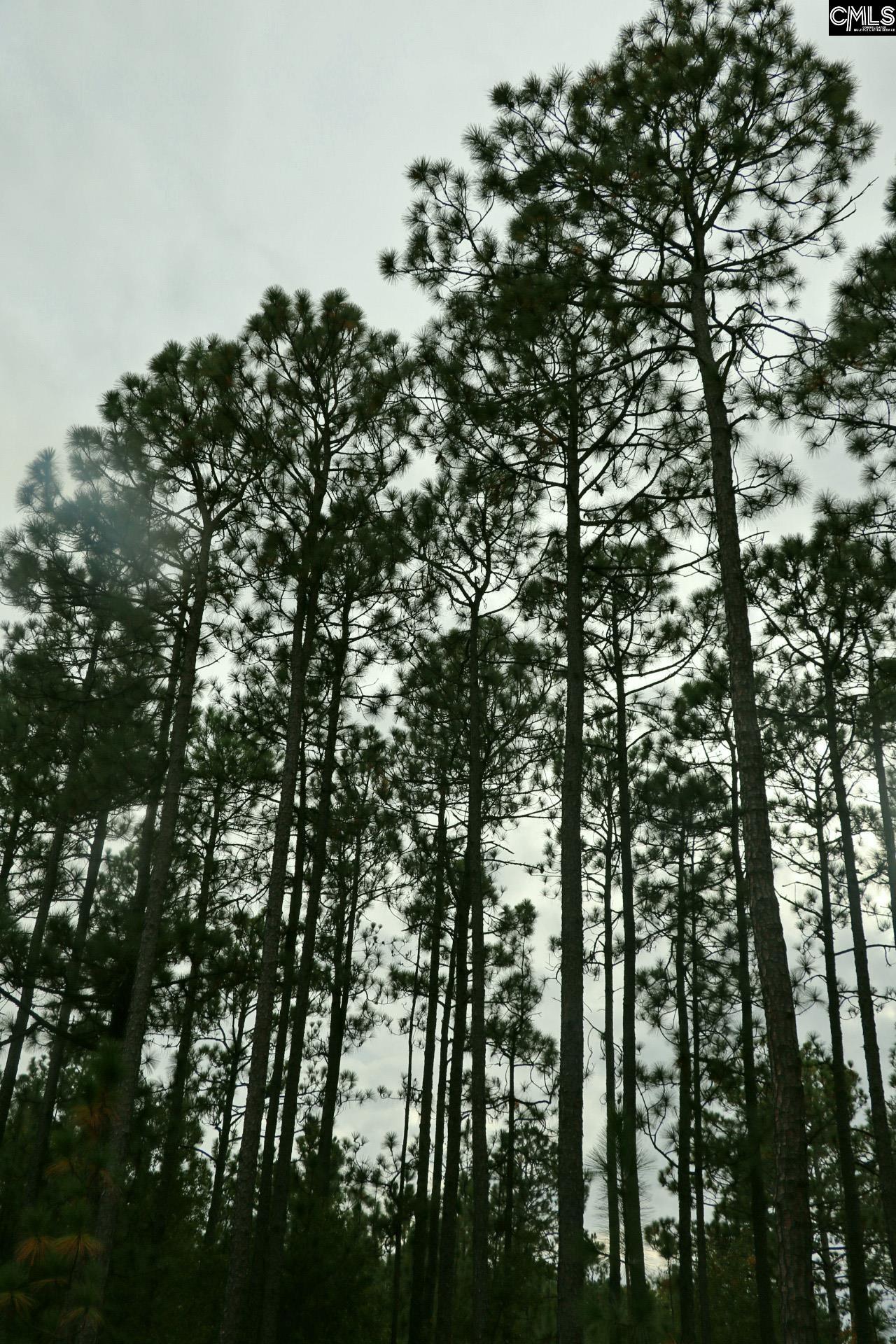 Tbd Browns Pond Road Wagener, SC 29164 - Photo 31 of 48