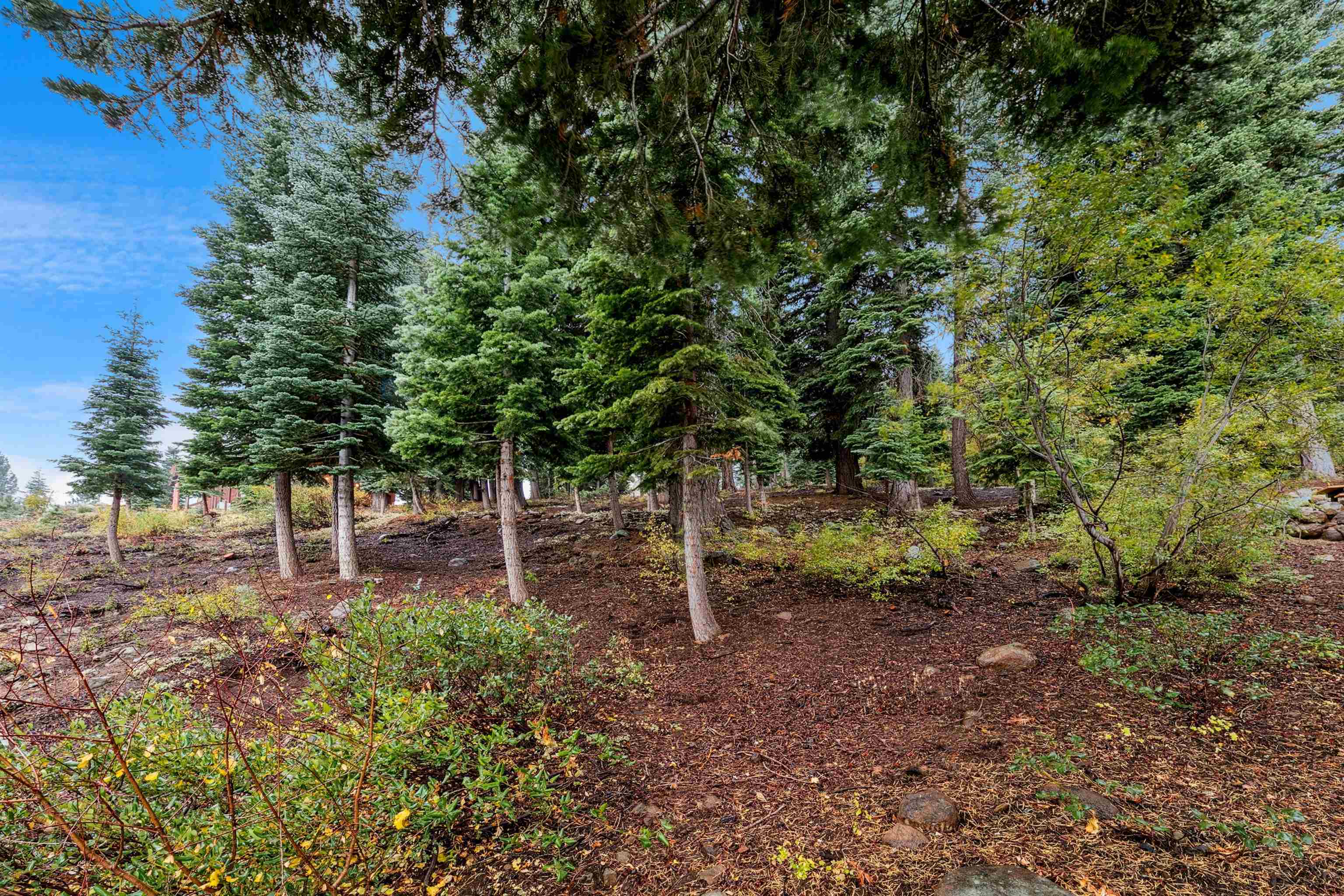 11926 Rhineland Avenue Truckee, CA 96161 - Photo 10 of 15 a backyard of a house with lots of green space