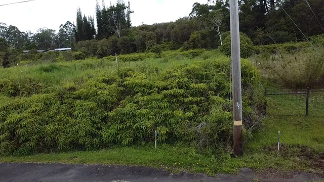 a view of a lush green space